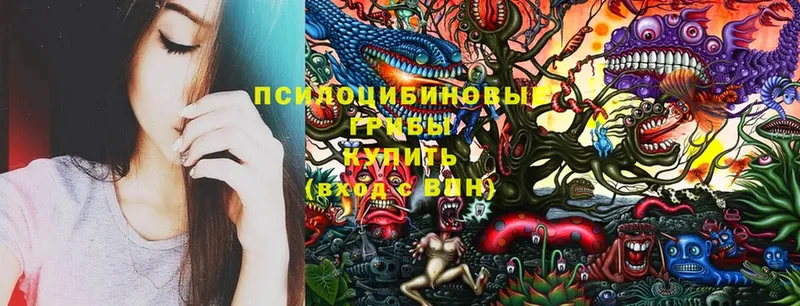 Галлюциногенные грибы Cubensis  цены   Гай 